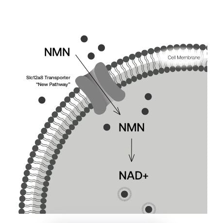 SRW NMN Cellular Energy